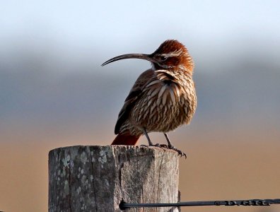 TREPADOR GRANDE (Drymornis bridgesii) - Campo en COLONIA (Julio 2011)